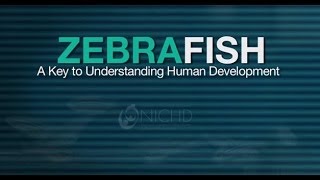 Zebrafish  A Key To Understanding Human Development [upl. by Teuton]