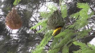 Afrikanischer Webervogel beim Nestbau [upl. by Nodnyl]