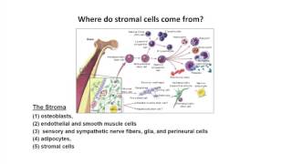 Where do stromal cells come from [upl. by Neehsar721]