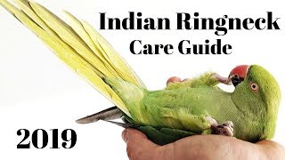 Indian Ringneck Parakeet Care Guide [upl. by Indira579]