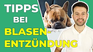 Blasenentzündung beim Hund erkennen und richtig handeln [upl. by Eenattirb704]