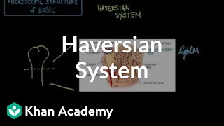 Microscopic structure of bone  the Haversian system  NCLEXRN  Khan Academy [upl. by Emmery992]