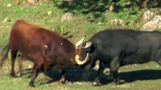 BULLS FIGHTING WITH EACH OTHER [upl. by Coad]