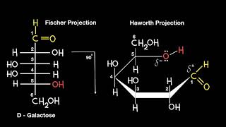 Fischer to Haworth Projection [upl. by Grekin]