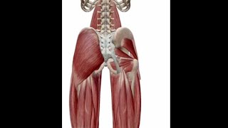 ANATOMIE FMPM MYOLOGIE DE LA HANCHE [upl. by Aznola672]