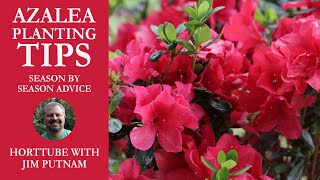 Azalea Planting Tips  Season by Season Advice [upl. by Safire]