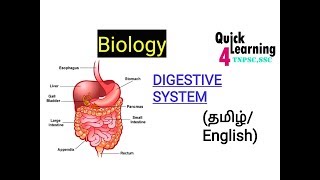 Digestive System in TamilEnglish TNPSC SSCUPSC [upl. by Haleigh]