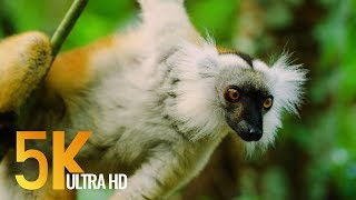 5K Madagascar Wildlife  Incredible Nature and Wildlife of Madagascar  4 HOURS [upl. by Eenimod770]