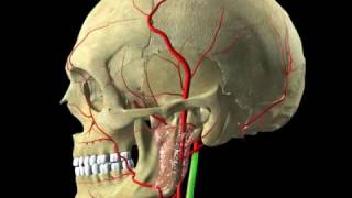 Head and Neck  Digital Anatomy [upl. by Hayott]