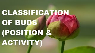 Classification of buds based on Position and Activity [upl. by Aehsan]