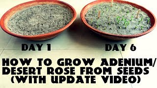 How to Grow Adenium  Desert Rose from Seeds With Update Video [upl. by East]