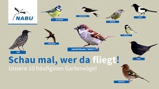 Top 10 GartenVögel So könnt Ihr sie erkennen [upl. by Nyladnewg]