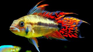 Top 5 Centerpiece Fish for your small to medium sized Community Aquarium [upl. by Naarah25]