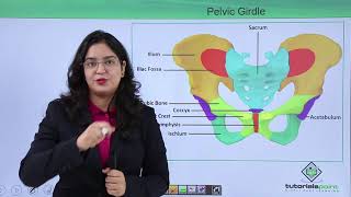 Class10th – Pelvic girdle  Locomotion and Movement Hindi  Tutorials Point [upl. by Segalman]