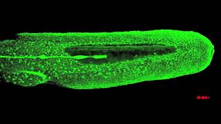 Zebrafish lateral line migration [upl. by Enomad]