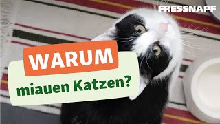 Warum miauen Katzen [upl. by Ennire]