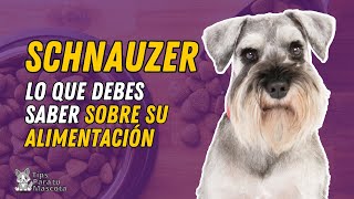 ALIMENTACIÓN DEL SCHNAUZER [upl. by Florinda]