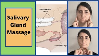 Anatomy of the Parotid Gland in 3D [upl. by Messere832]