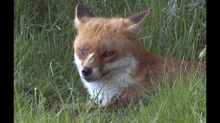 The Red Fox  The British Mammal Guide [upl. by Marylee]