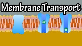 Cell Membrane Transport  Transport Across A Membrane  How Do Things Move Across A Cell Membrane [upl. by Elesig270]