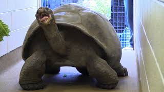 Meet Abrazzo the Galapagos Tortoise [upl. by Selda]