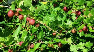 5 Reasons to Grow Gooseberries [upl. by Mignon]