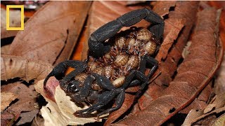 National Geographic Wild  Deadly Scorpions  Documentary HD 2017 [upl. by Early207]