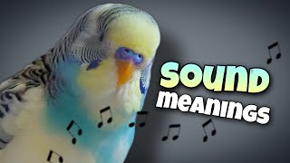 Parakeet Sounds and Their Meanings 🐦🔊 [upl. by Irdua809]