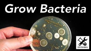 How to Grow Bacteria [upl. by Mureil]