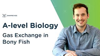 Gas Exchange in Bony Fish  Alevel Biology  OCR AQA Edexcel [upl. by Jefferey146]