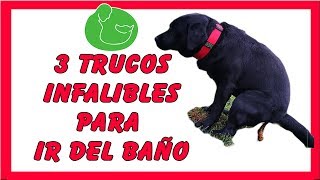 3 TIPS Cómo EDUCAR a un CACHORRO a HACER sus NECESIDADES [upl. by Scarrow]