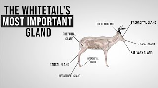 The Whitetails Most Important Gland [upl. by Noirb298]