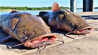 BIG CATFISH WITH JUGLINES JUG FISHING [upl. by Blankenship]