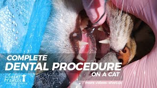 Full Dental Procedure On a Cat [upl. by Isnam]