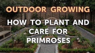 How to Plant and Care for Primroses [upl. by Rudd]