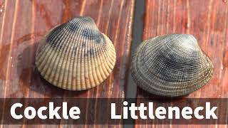 Littleneck Clams Clamming with ODFW [upl. by Nikolas926]