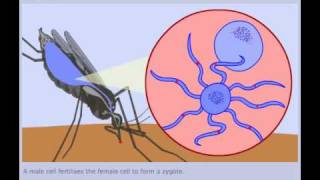 The Malaria Lifecycle  Mosquito Stages [upl. by Jelena736]