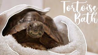 How To Bathe Your Tortoise [upl. by Mrots]