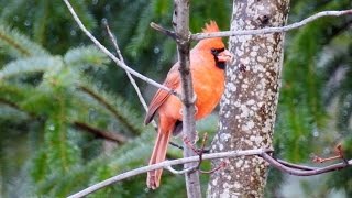 Oiseaux du Québec 18 présents toute lannée [upl. by Yennaiv]