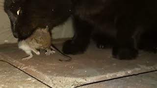 Helpless mouse eaten by black cat [upl. by Arak]