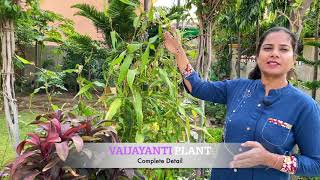 Vaijayanti Seeds  Grow Pearl at Home  Plant Care amp Benefits [upl. by Rew670]