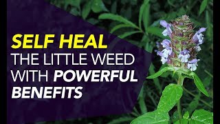 Self Heal — The Little Weed With POWERFUL Benefits [upl. by Aiekram]