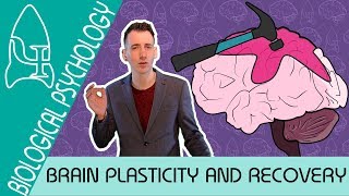 Brain Plasticity and Functional Recovery  Biological Psychology AQA ALevel [upl. by Sue]