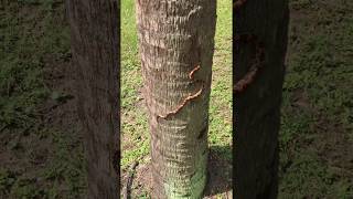 Corn Snake Climbing a Palm Tree [upl. by Egoreg]