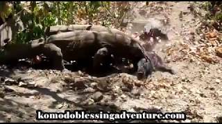 Komodo dragons eat a lively wild boar [upl. by Yanej292]