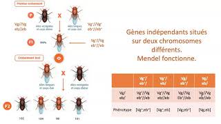 Gènes indépendants gènes liés avec ou sans Crossing over [upl. by Jerrol857]