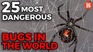 25 Most Dangerous Bugs In The World [upl. by Nafets]