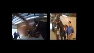 Field Surgery Equine Castration Part 1 [upl. by Innob]