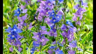 Best Perennials Veronica Goldwell Speedwell [upl. by Viviana478]