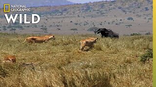 How a Lion Pride Hunts Prey  Cat Attacktics [upl. by Einal]